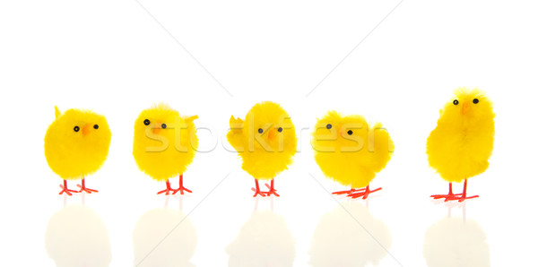 Little easter chicks Stock photo © ivonnewierink