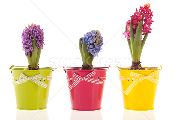 Stock photo: Colorful Hyacinths