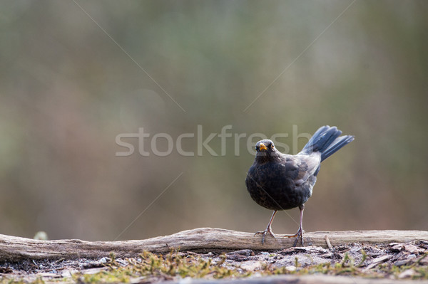 Männlich Amsel Natur Garten Freunde Vögel Stock foto © ivonnewierink