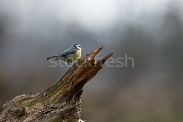 Bleu tit bois nature beauté [[stock_photo]] © ivonnewierink