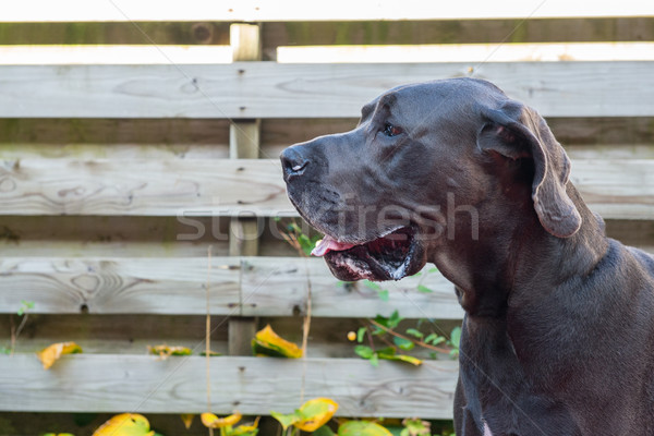 Danish dog Stock photo © ivonnewierink
