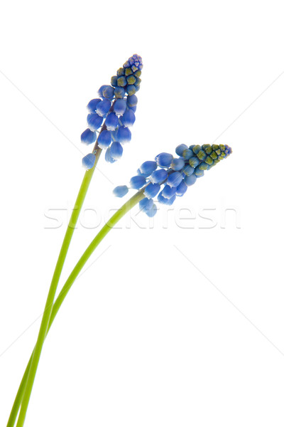 Blue grape hyacinths Stock photo © ivonnewierink