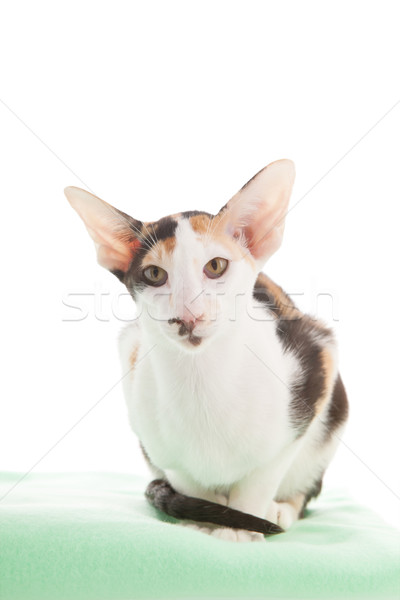 короткошерстная кошки зеленый изолированный Сток-фото © ivonnewierink