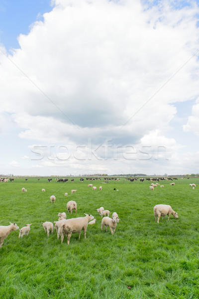 Grazing sheep and cows in meadow Stock photo © ivonnewierink