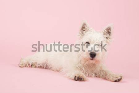 Batı beyaz terriyer köpek yavrusu bebek köpek Stok fotoğraf © ivonnewierink