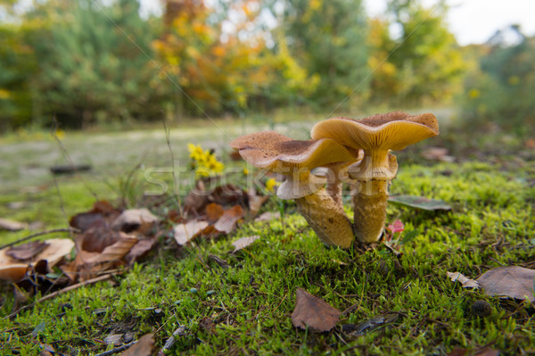 Desgrenhado floresta natureza paisagem outono Foto stock © ivonnewierink