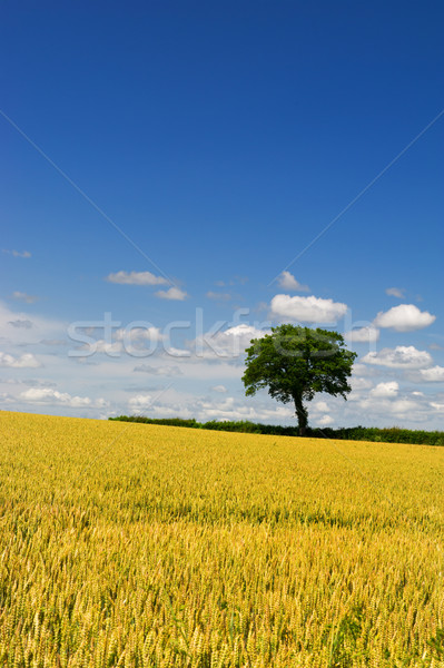 Wheat fields with tree Stock photo © ivonnewierink