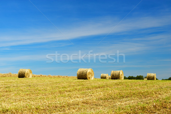 Rollen hay Felder Landwirtschaft Gras Bereich Stock foto © ivonnewierink