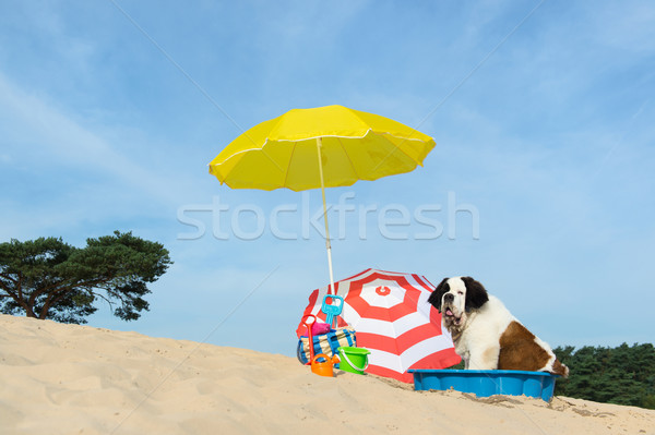cooling down for dog at the beach Stock photo © ivonnewierink