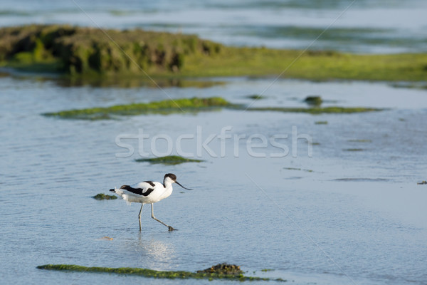 Pied Avocet in mudflat Stock photo © ivonnewierink