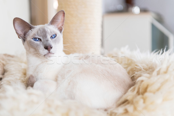 Ponto gato siamês adulto enforcamento cama Foto stock © ivonnewierink
