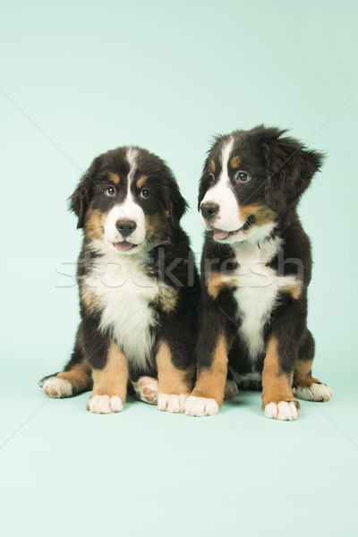 Cute Bernese Mountain Dogs puppies on green background Stock photo © ivonnewierink