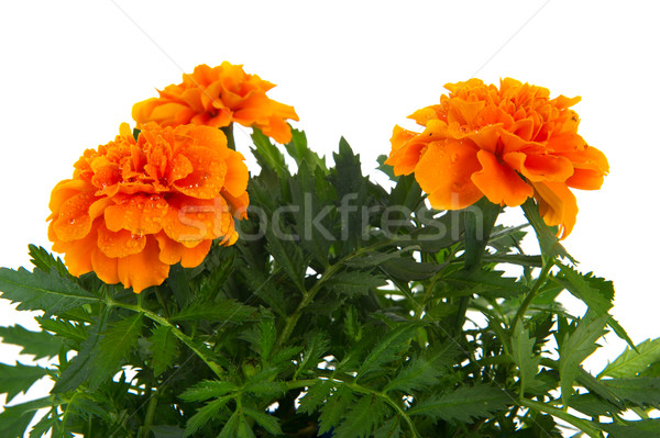 Orange Marigolds Stock photo © ivonnewierink