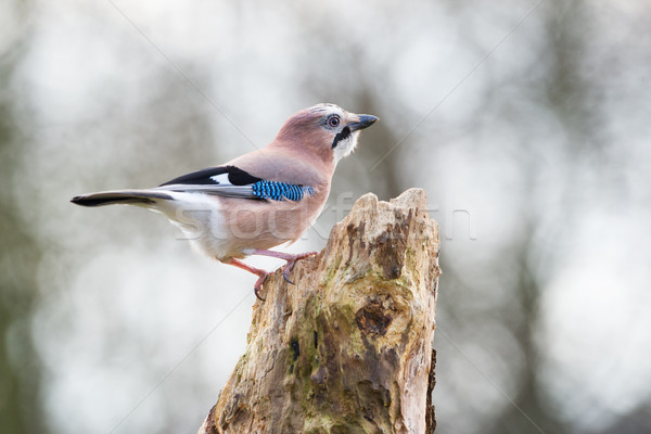 Eurasian jay in nature Stock photo © ivonnewierink