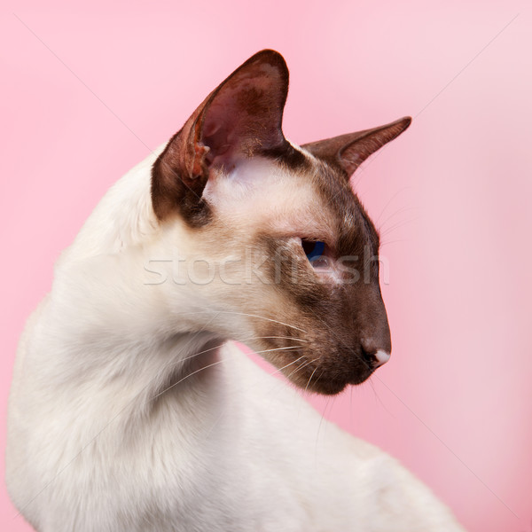 Foto stock: Gato · siamés · sello · punto · ojos · azules · rosa · fondo