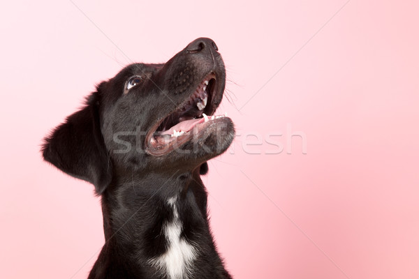 Cross razza cane rosa sfondo Foto d'archivio © ivonnewierink
