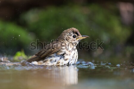 Mistle Thrush bathing in nature water Stock photo © ivonnewierink
