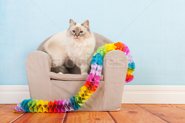 Birman cat birthday Stock photo © ivonnewierink