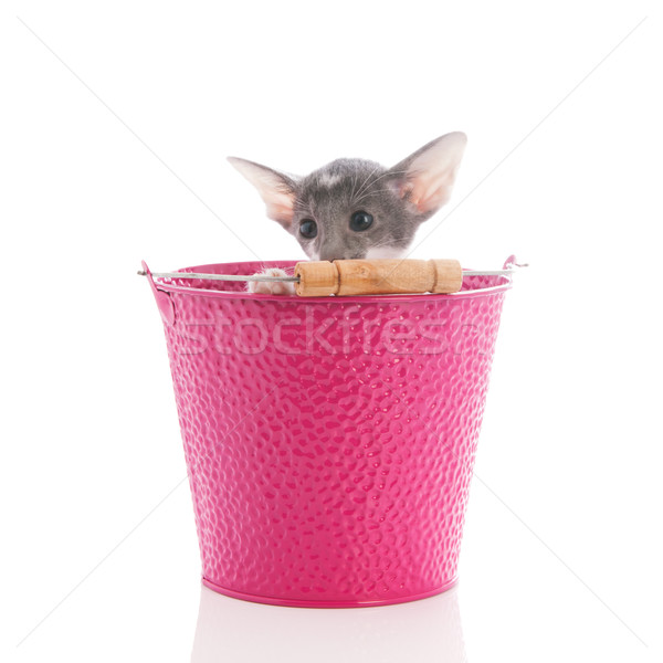 Weinig kitten siamese kat roze emmer geïsoleerd Stockfoto © ivonnewierink