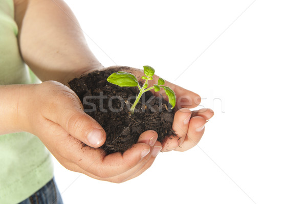 Gyermek kezek növekvő növény Föld gyerek Stock fotó © ivonnewierink