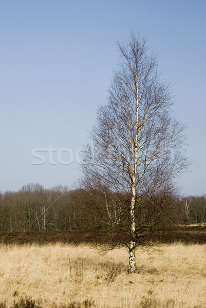 Krajobraz wiosna portret brzozowy żółty trawy Zdjęcia stock © ivonnewierink