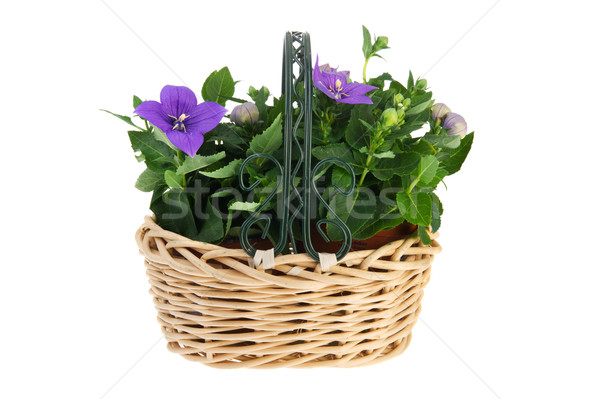 Platycodon in wicker basket Stock photo © ivonnewierink