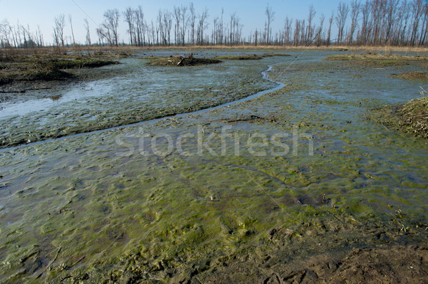 [[stock_photo]]: Marécage · nature · suivre