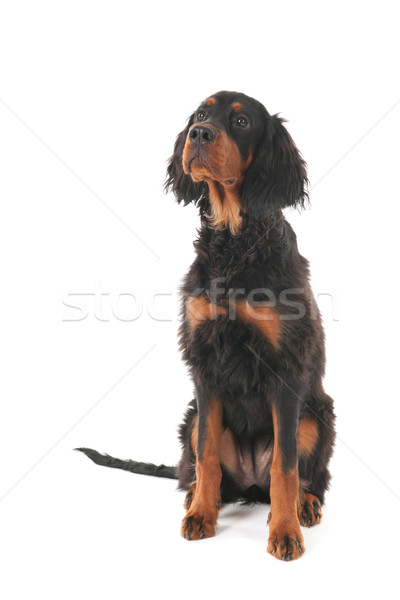 Gordon Setter Stock photo © ivonnewierink