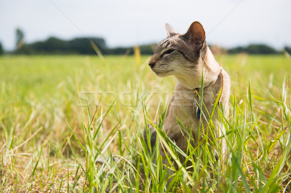 Gato siamês ao ar livre grama gato Foto stock © ivonnewierink