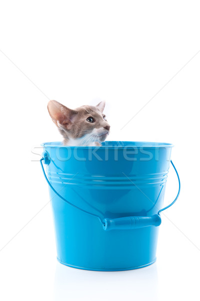 Siamese kitten in blue bucket Stock photo © ivonnewierink