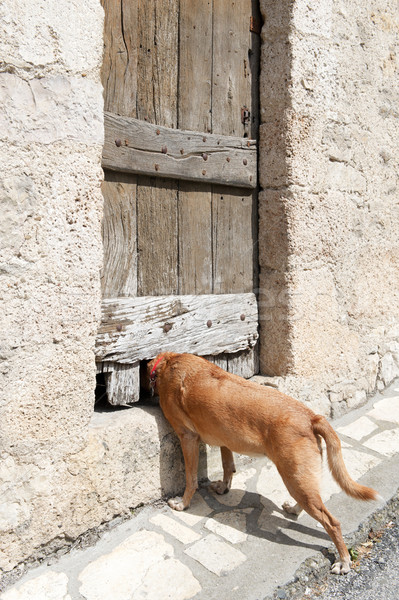 Curios câine uita uşă animal în aer liber Imagine de stoc © ivonnewierink