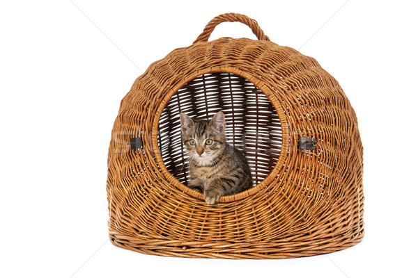 Piccolo gattino viaggio basket strisce grande Foto d'archivio © ivonnewierink