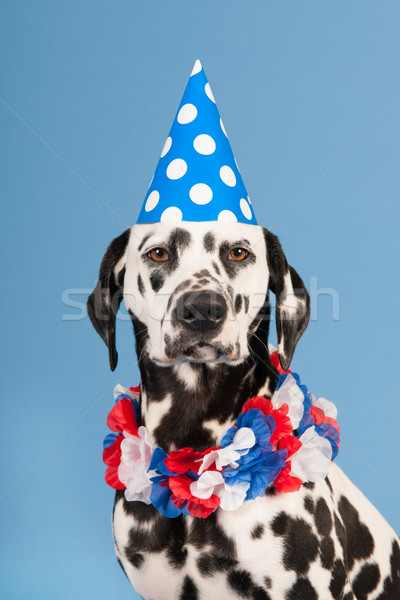 Dalmatian dog as birthday animal on blue background Stock photo © ivonnewierink