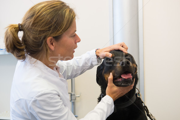 Rothweiler at the veterinarian Stock photo © ivonnewierink