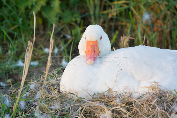 White goose on nest Stock photo © ivonnewierink
