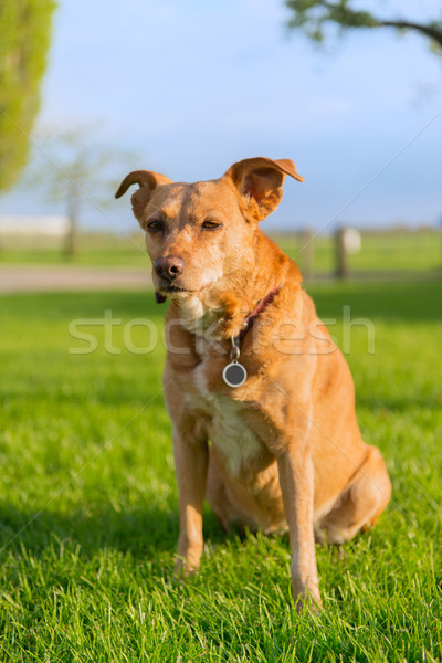 古い 犬 屋外 太陽 ストックフォト © ivonnewierink