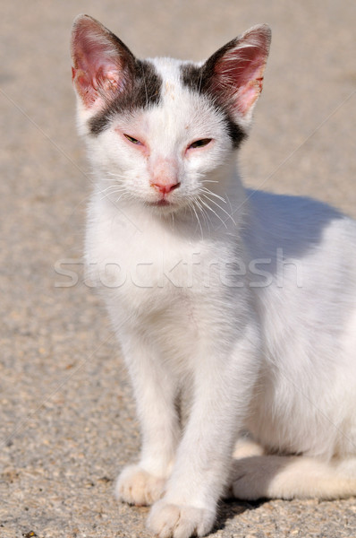 Stock photo: Greek cat