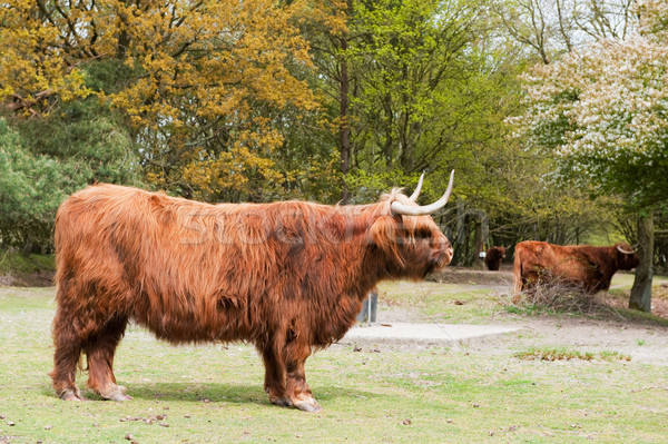 Scottisch highlander Stock photo © ivonnewierink