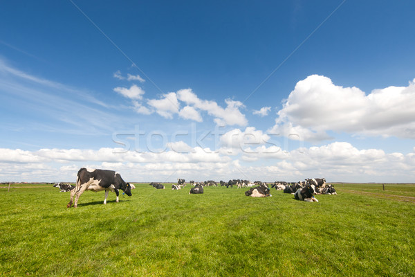 Typical Dutch landscape Stock photo © ivonnewierink