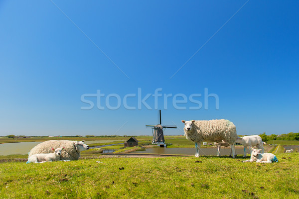 Sheep and windmill at Dutch island Texel Stock photo © ivonnewierink