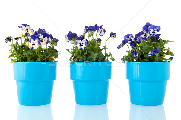 Blue pansy flowers Stock photo © ivonnewierink