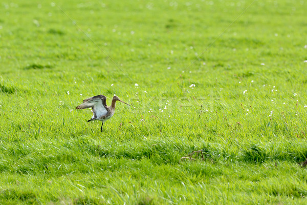 Black tailed Godwit Stock photo © ivonnewierink