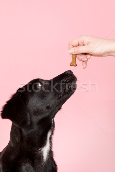 Giving dog a cookie Stock photo © ivonnewierink