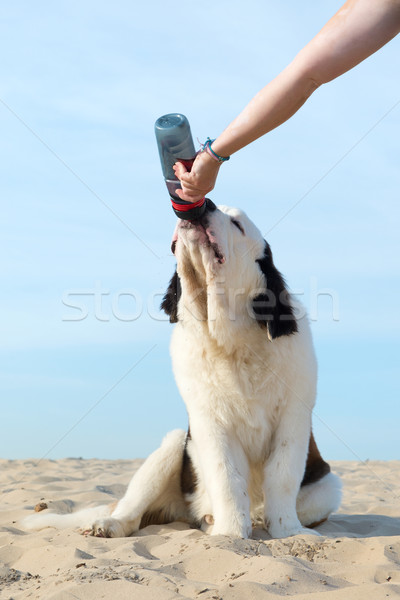 Stok fotoğraf: Köpek · içme · suyu · şişe · yaz · su · sıcak