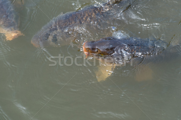 Karpfen Schwimmen Wasser frischen Tierwelt groß Stock foto © ivonnewierink