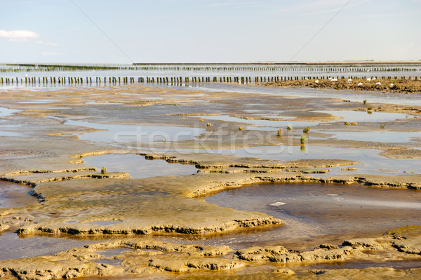 Wadden sea in Holland Stock photo © ivonnewierink