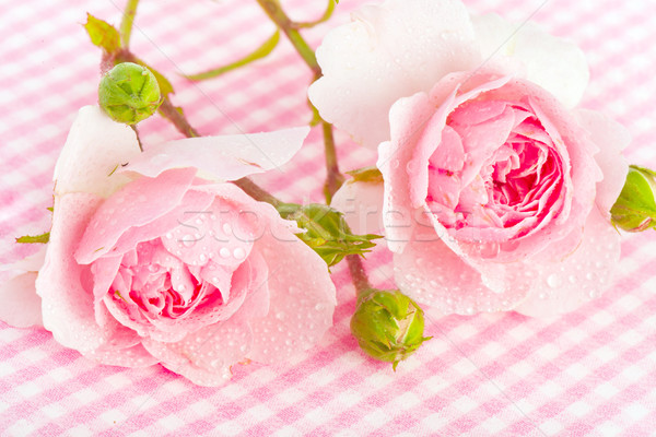 Foto stock: Rosa · rosas · gotas · de · água · água · amor