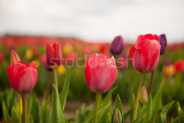 Stock foto: Farbenreich · Tulpen · Blumen · Felder · holland