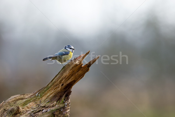 Bleu tit bois nature beauté [[stock_photo]] © ivonnewierink