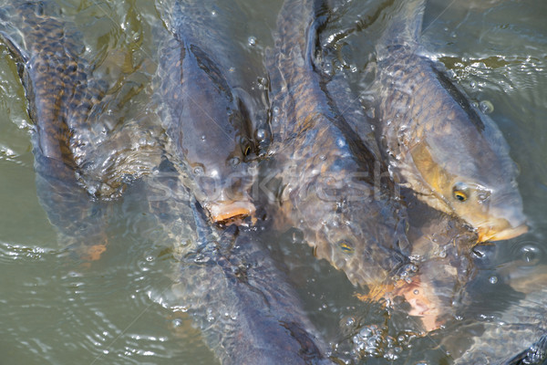 Karp pływanie wody świeże przyrody Zdjęcia stock © ivonnewierink